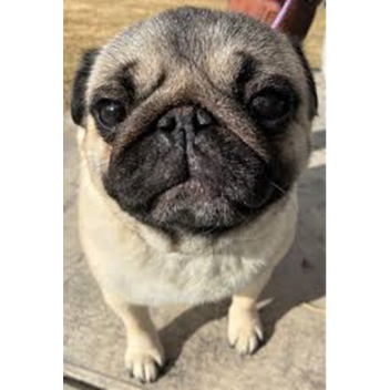 Click Store To Donate To Me!