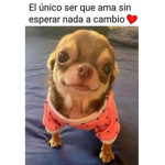 Solo fans de raptor gamer pls