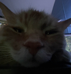 F3D0R4 CL4N