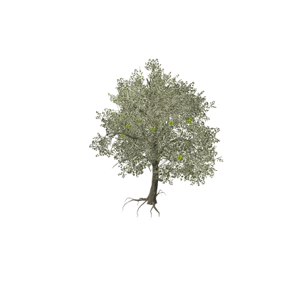 olive tree