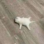 skinfit