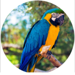 #Parrots;)