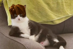 bacon4k