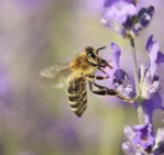 Wild Bees Circle