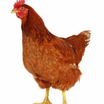 chicken