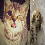 catglow