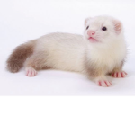 <3 Ferret Squad <3
