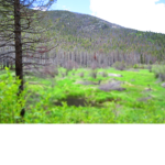 Natures gamers