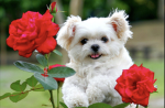 Littie Puppies!