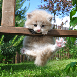 Catatttttttttttt kit cat