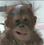 -The Monkey Kingdom-