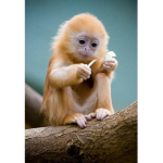 The Official Gamer Monkeys