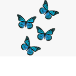 louisas butterflys