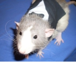 Ratting