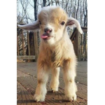 •Little goats•