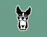 Boston Terrier Squad!