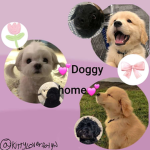 Doggy home