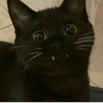 USC-united states of cats