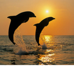 DolphinStars