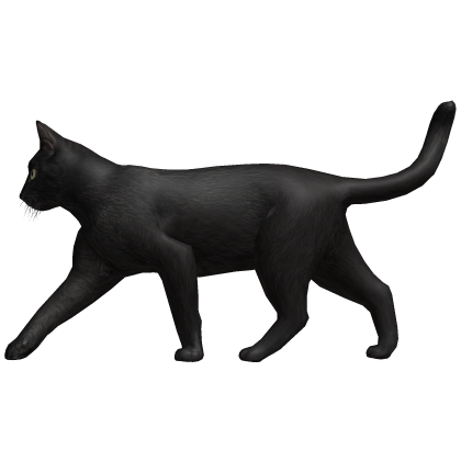 Black Cat