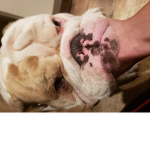 Dog group10