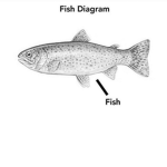 fish diagram
