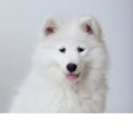 I love my 2 dogs