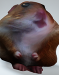 Hamsters :D :)