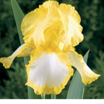 Give me r-bux