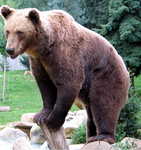 Big Bear Group |#HASHTAG|