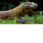 The Lizard Thing