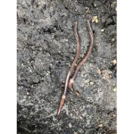 We are worms