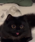 Cute_sparkles_Rule