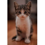 TheKittenArmy