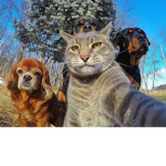 DA Animal Hood Gang