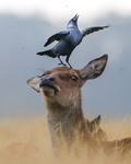 {~ Deerclan and Birdclan ~}