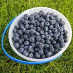 Baka blueberry. Team