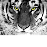 White tigers squad