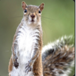 The Squirrel Gs