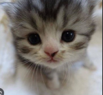 KITTYS:3