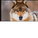 WOLF DIMENTION