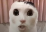 Brov pls