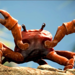 Lost Crab
