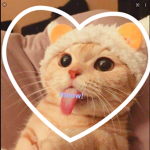 PANDAS CATS DOGS ANIMALS