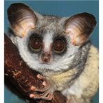 my milkshakes bring all the bushbabies to the yard