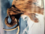 No wolly Mammoth