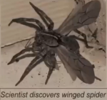 Rat Speical Forces