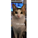 My cat is zara