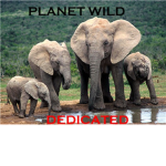 PLANET WILD: Dedicated.