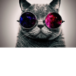 Swag cat